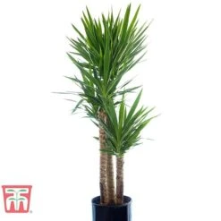Yucca Elephantipes -EcoFlora Sales Shop YUCC TKA2956 E