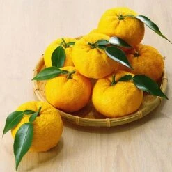 Yuzu Citrus Plant -EcoFlora Sales Shop YUZU KC5366 NOW1