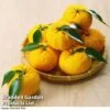 Yuzu Citrus Plant -EcoFlora Sales Shop YUZU KC53661