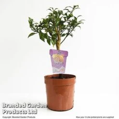 Yuzu Citrus Plant -EcoFlora Sales Shop YUZU CITRUSP3L T48740
