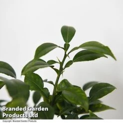 Yuzu Citrus Plant -EcoFlora Sales Shop YUZU CITRUSPLA T48744