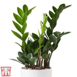 Zamioculcas Zamiifolia -EcoFlora Sales Shop ZAMI TKA2958 B