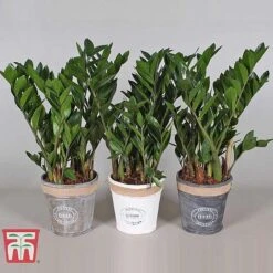 Zamioculcas Zamiifolia -EcoFlora Sales Shop ZAMI TKA2958 D