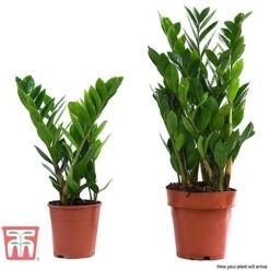 Zamioculcas Zamiifolia -EcoFlora Sales Shop ZAMI TKA2958 E