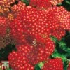 Achillea Millefolium 'Paprika' -EcoFlora Sales Shop achi papr
