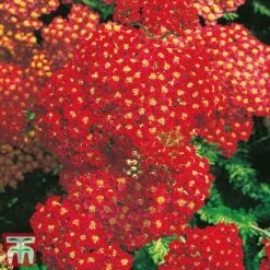 Achillea Millefolium 'Paprika'