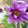 Pulsatilla Vulgaris Subsp. Grandis 'Papageno' -EcoFlora Sales Shop anem