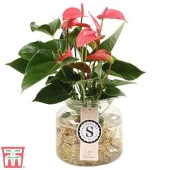 Anthurium Aqua Salmon In Sierglass -EcoFlora Sales Shop anth
