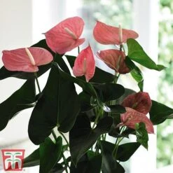 Anthurium Aqua Salmon In Sierglass -EcoFlora Sales Shop anth2