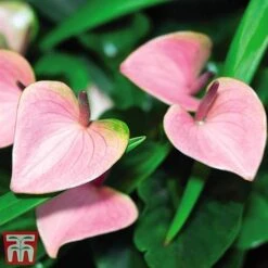 Anthurium Aqua Salmon In Sierglass -EcoFlora Sales Shop anth3