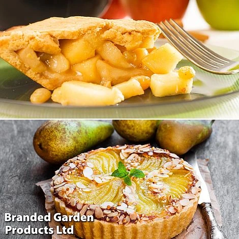 Fruit Tree Staple Duo 5 Fruit Tree Staple Duo - Image 3