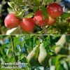 Fruit Tree Staple Duo -EcoFlora Sales Shop appe1