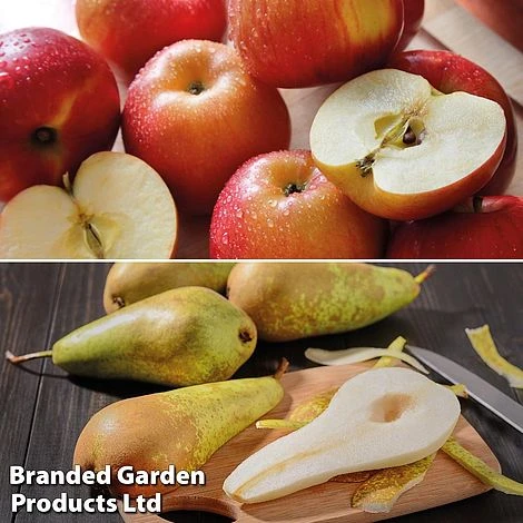 Fruit Tree Staple Duo 4 Fruit Tree Staple Duo - Image 2