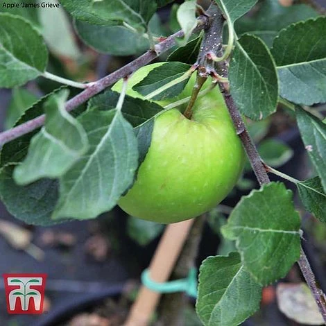 Apple Duo Patio Fruit Trees 5 Apple Duo Patio Fruit Trees - Image 3