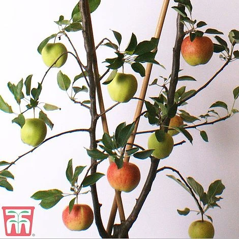 Apple Duo Patio Fruit Trees 3 Apple Duo Patio Fruit Trees