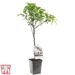 Apple Duo Patio Fruit Trees 9 Apple Duo Patio Fruit Trees -EcoFlora Sales Shop apple2