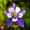 Aquilegia 'Blue Star' -EcoFlora Sales Shop aqui blues