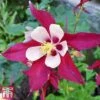 Aquilegia 'Crimson Star'