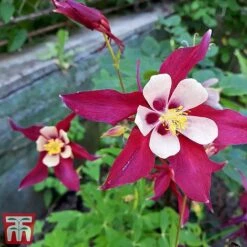 Aquilegia 'Crimson Star' -EcoFlora Sales Shop aqui crims2