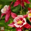 Aquilegia 'Red Star' -EcoFlora Sales Shop aqui red