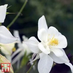 Aquilegia 'White Star' -EcoFlora Sales Shop aqui white2
