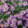 Aster 'Barbados' (Island Series) -EcoFlora Sales Shop aster1