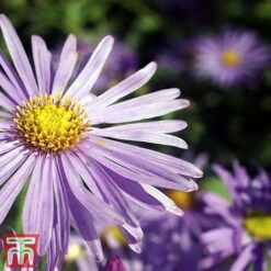 Aster X Frikartii 'Mönch' -EcoFlora Sales Shop aster2