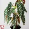 Begonia Maculata -EcoFlora Sales Shop bego mac3