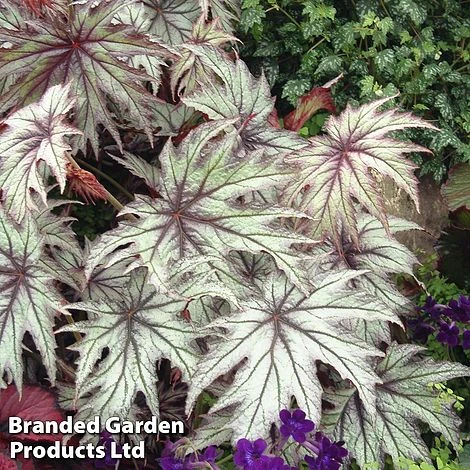 Begonia 'Connie Boswell' 3 Begonia 'Connie Boswell'