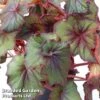 Begonia 'Curly Fireflush' -EcoFlora Sales Shop bego curly