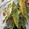 Begonia Maculata 'Wightii' -EcoFlora Sales Shop bego macu