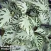 Begonia 'Silver Jewel' -EcoFlora Sales Shop bego silverj
