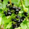 Blackcurrant 'Ben Sarek' -EcoFlora Sales Shop ben sarek