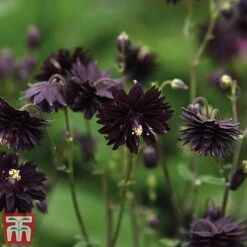 Aquilegia Vulgaris Var. Stellata 'Black Barlow' -EcoFlora Sales Shop black1