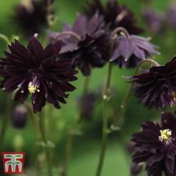 Aquilegia Vulgaris Var. Stellata 'Black Barlow' -EcoFlora Sales Shop black21