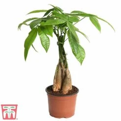 Pachira Aquatica Tree With Braided Stem -EcoFlora Sales Shop braid