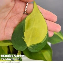 Philodendron Scandens Brasil -EcoFlora Sales Shop brasil