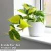 Philodendron Scandens Brasil -EcoFlora Sales Shop brasil3