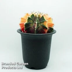 Cactus Gymnocalycium Mihanovichii F. Variegata Mixed 14 Cactus Gymnocalycium Mihanovichii F. Variegata Mixed -EcoFlora Sales Shop cacts