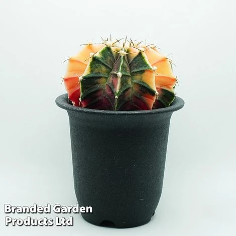 Cactus Gymnocalycium Mihanovichii F. Variegata Mixed 8 Cactus Gymnocalycium Mihanovichii F. Variegata Mixed - Image 6