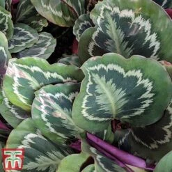 Calathea Roseopicta 'Medallion' -EcoFlora Sales Shop cal1