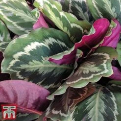 Calathea Roseopicta 'Medallion' -EcoFlora Sales Shop cal31