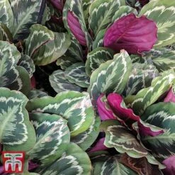 Calathea Roseopicta 'Medallion' -EcoFlora Sales Shop cal41