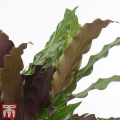 Calathea Rufibarba -EcoFlora Sales Shop cala