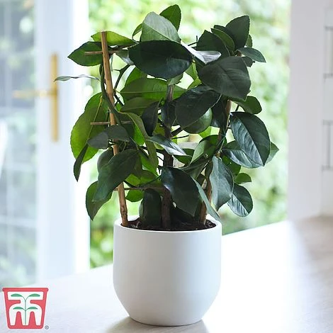 Calamondin Orange - Citrus 4 Calamondin Orange - Citrus - Image 2