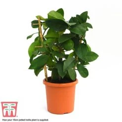 Calamondin Orange - Citrus 9 Calamondin Orange - Citrus -EcoFlora Sales Shop calamon supplied
