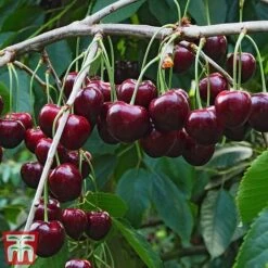 Cherry Patio Duo 'Hedelfinger & Dubbele Meikers' -EcoFlora Sales Shop cherry 1