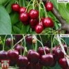 Cherry Patio Duo 'Hedelfinger & Dubbele Meikers' 1 Cherry Patio Duo 'Hedelfinger & Dubbele Meikers' -EcoFlora Sales Shop cherry duo 2