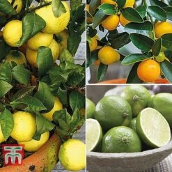 Citrus Tree Collection -EcoFlora Sales Shop citrus t10993 A