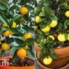 Citrus Tree Collection -EcoFlora Sales Shop citrus t10993 A23